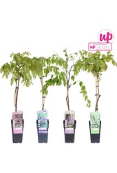 Wisteria mix tray P15