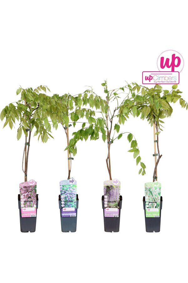 Wisteria mix tray P15