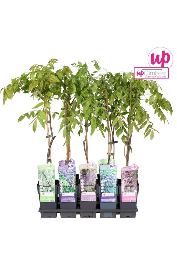 Wisteria mix tray P15