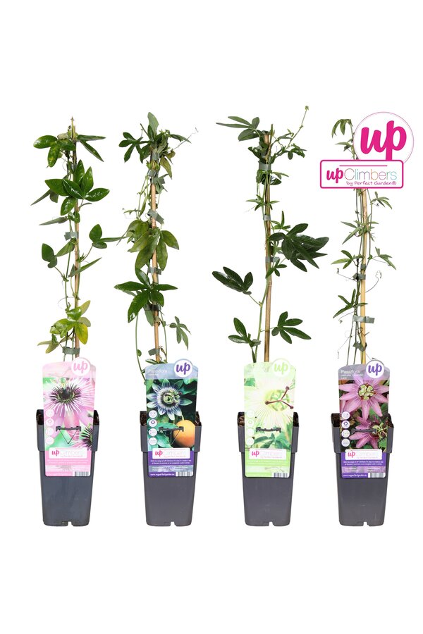 Passiflora mix tray P15