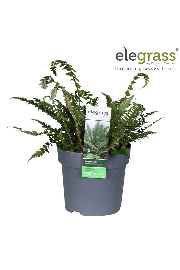 Polystichum neolobatum P14