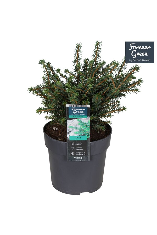 Picea omorika Karel P14