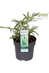 Pleioblastus variegatus P14