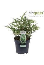 Pleioblastus variegatus P14