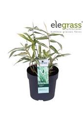 Pleioblastus variegatus P14