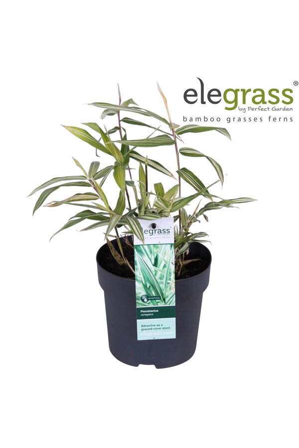 Pleioblastus variegatus P14