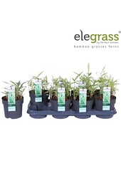 Pleioblastus variegatus P14