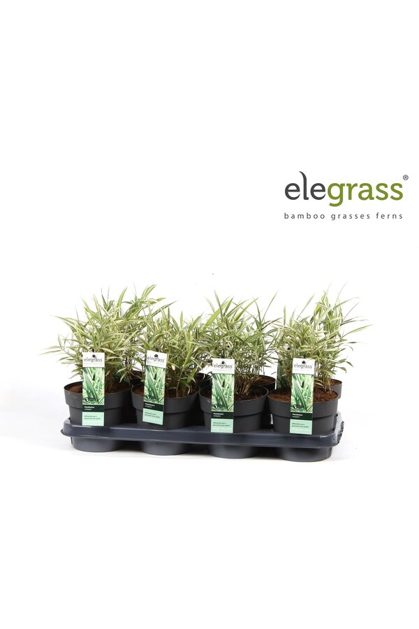 Pleioblastus variegatus P14