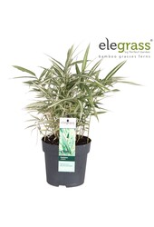 Pleioblastus variegatus P14