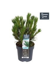 Pinus mugo mughus P14