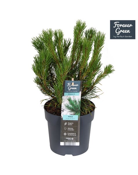 Pinus mugo mughus P14