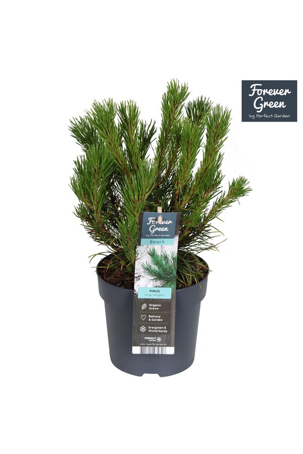 Pinus mugo mughus P14