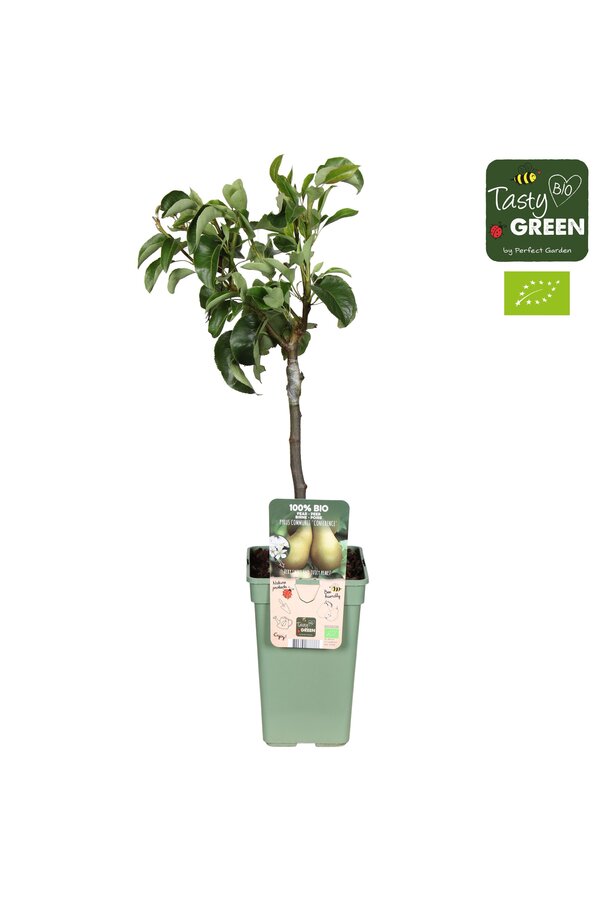 Pyrus communis Conference Bio P19