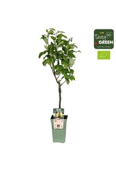 Pyrus communis Conference Bio P19