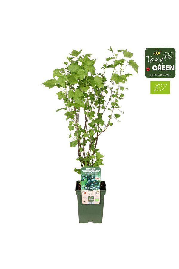 Ribes nigrum Black Marble Bio P23