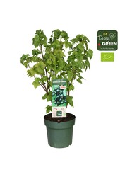 Ribes Low.® Little Black Sugar® Patio Bio P23