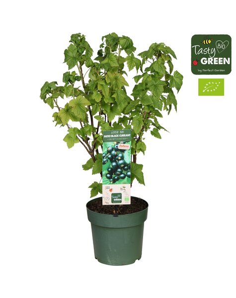 Ribes Low.® Little Black Sugar® Patio Bio P23