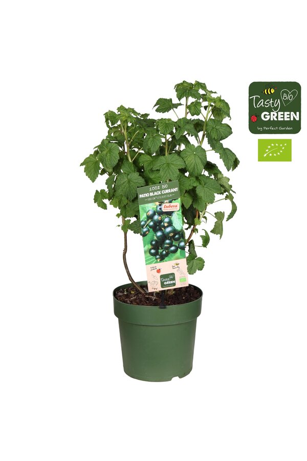Ribes Low.® Little Black Sugar® Patio Bio P23