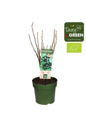 Ribes Low.® Little Black Sugar® Patio Bio P23