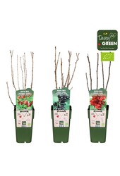 Ribes mix laag bio P15