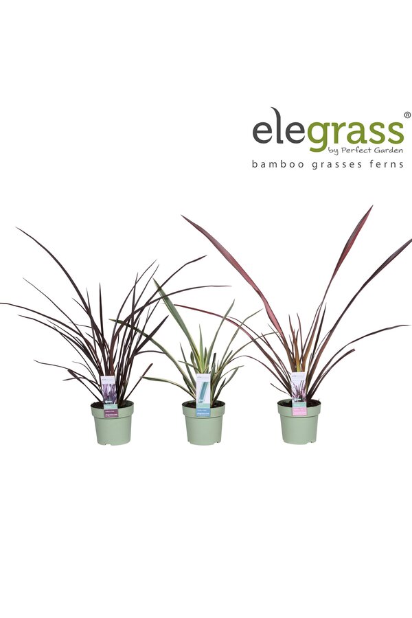 Phormium mix laag P14