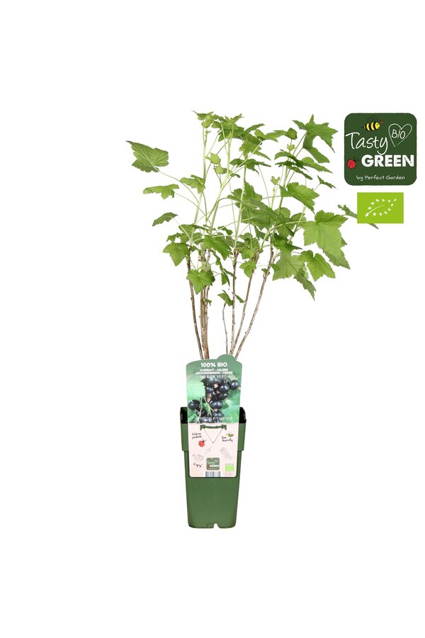 Ribes nigrum Ben Nevis Bio P15