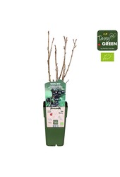 Ribes nigrum Ben Nevis Bio P15