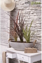Phormium mix tray P14