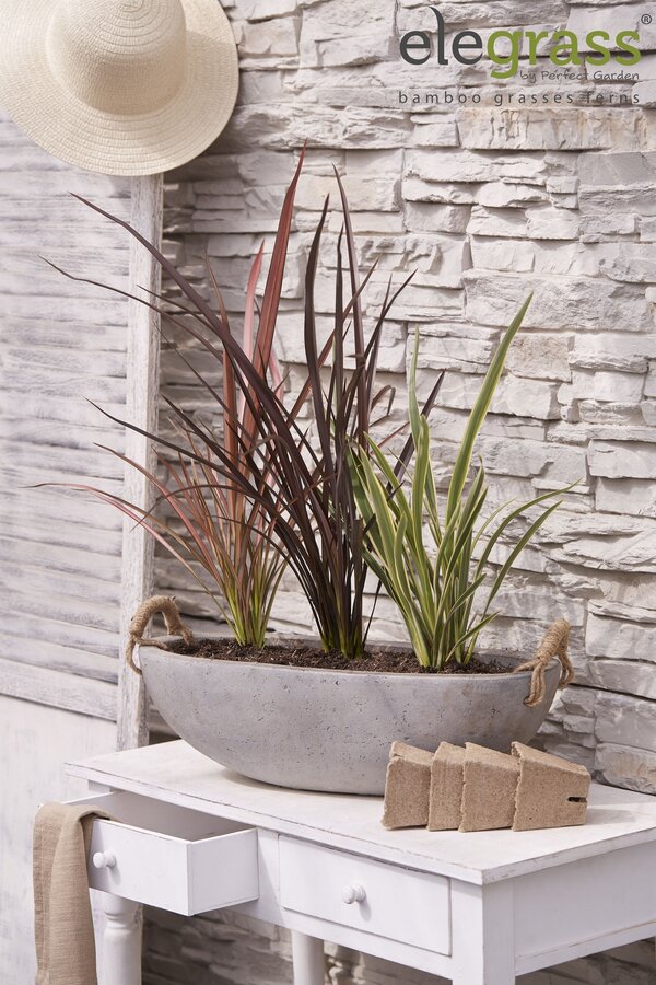 Phormium mix tray P14
