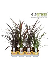 Phormium mix tray P14