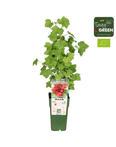 Ribes rubrum Jonkheer van Tets Bio P15