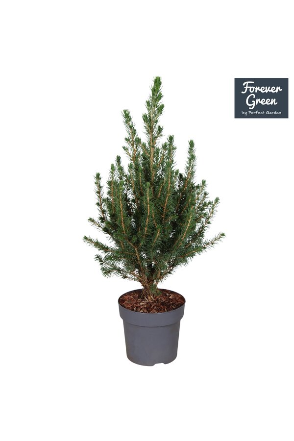 Picea glauca Conica Forever Green P14