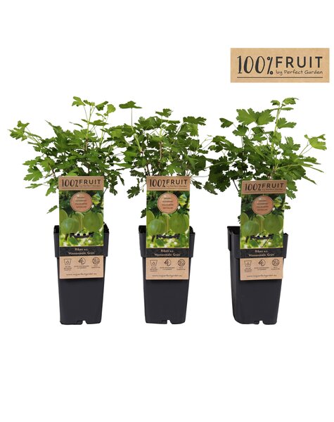 Ribes uva-crispa Hinnonmäki Grön P15