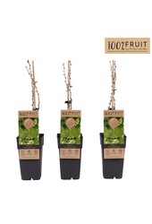 Ribes uva-crispa Hinnonmäki Grön P15