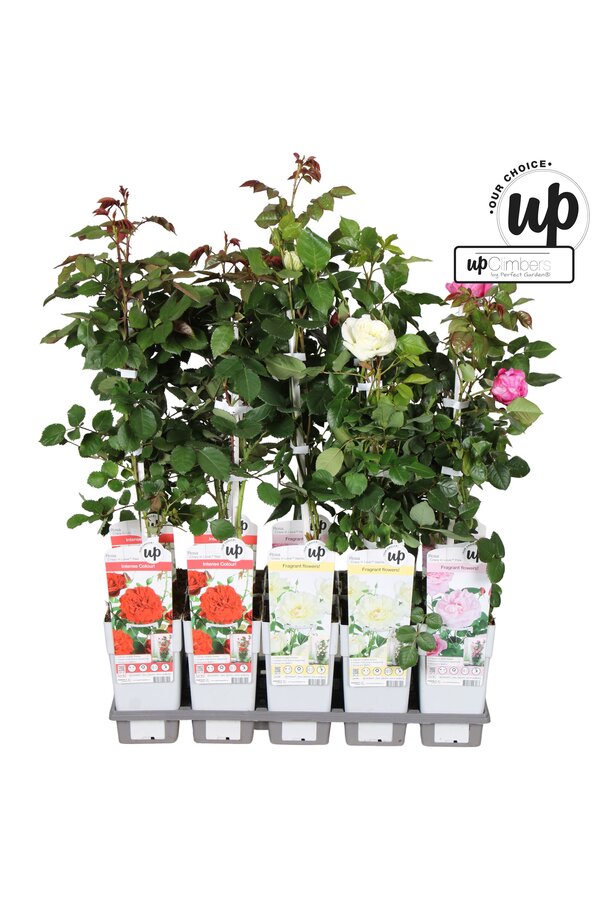 Rosa Our Choice mix tray P15