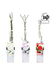 Rosa Our Choice mix tray P15