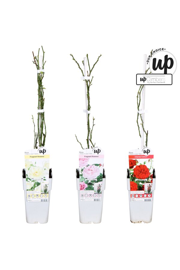 Rosa Our Choice mix tray P15