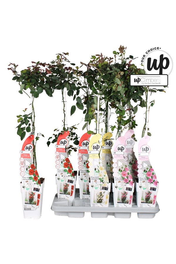 Rosa Our Choice mix tray P15