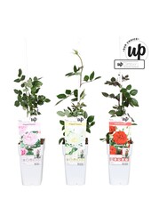 Rosa Our Choice mix tray P15