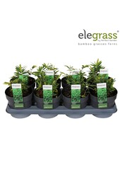 Pleioblastus pygmaeus Distichus P14