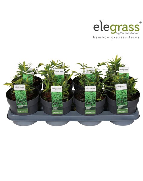 Pleioblastus pygmaeus Distichus P14