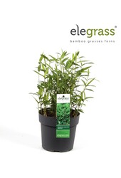 Pleioblastus pygmaeus Distichus P14