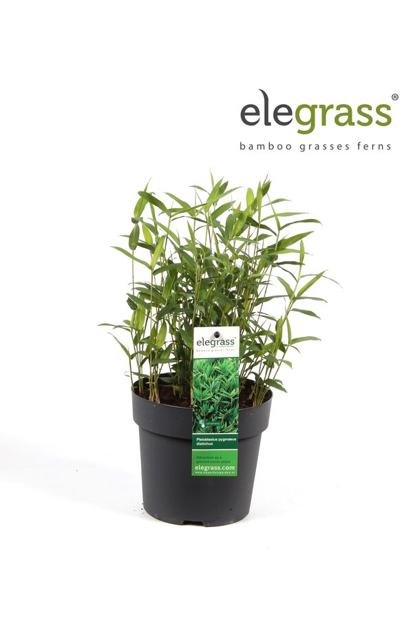 Pleioblastus pygmaeus Distichus P14