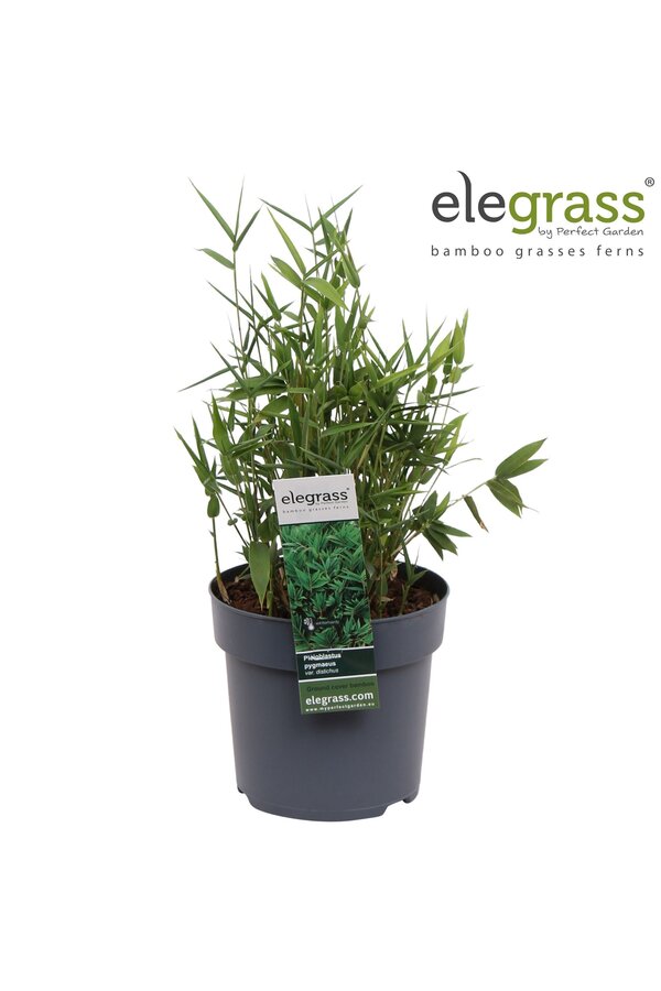 Pleioblastus pygmaeus Distichus P14