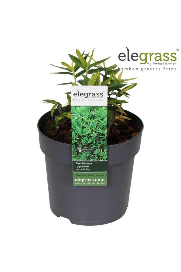 Pleioblastus pygmaeus Distichus P14