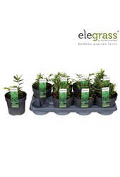 Pleioblastus pygmaeus Distichus P14