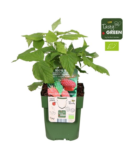 Rubus idaeus Autumn Happy® Bio P13