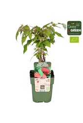 Rubus idaeus Autumn Happy® Bio P13