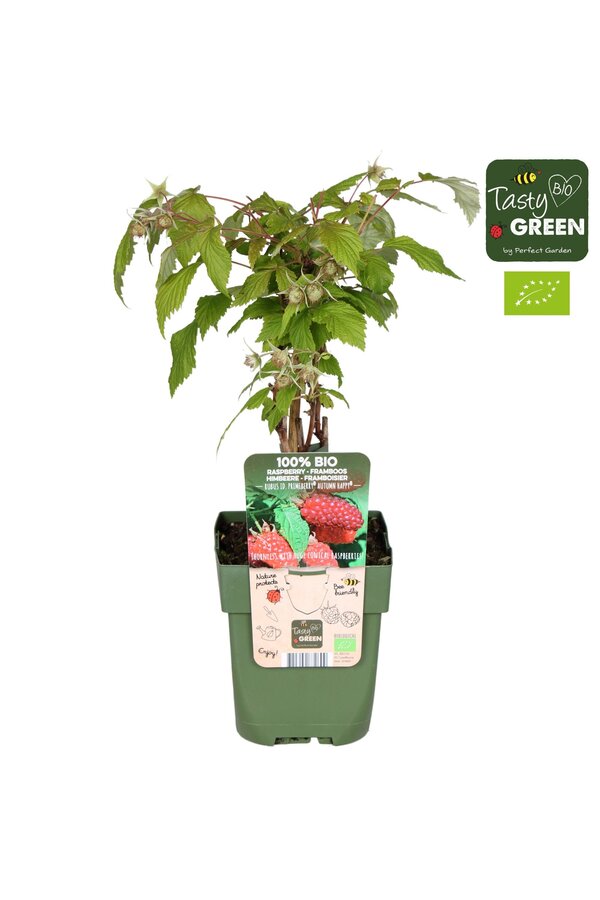 Rubus idaeus Autumn Happy® Bio P13