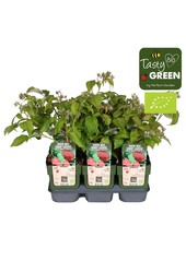 Rubus idaeus Autumn Happy® Bio P13
